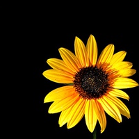 Buy canvas prints of  Sunflower 5 by Ali asghar Mazinanian