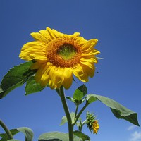 Buy canvas prints of Sunflower in the sky, by Ali asghar Mazinanian