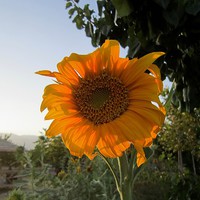 Buy canvas prints of  Sunflower at AVERSE tourism garden, by Ali asghar Mazinanian