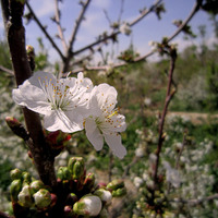 Buy canvas prints of  Cherry flowers, by Ali asghar Mazinanian
