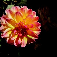 Buy canvas prints of  A nice flower in the garden, by Ali asghar Mazinanian