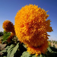 Buy canvas prints of Sunflower in the blue sky, by Ali asghar Mazinanian
