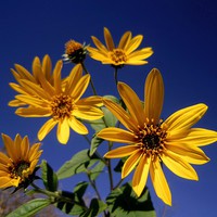 Buy canvas prints of  Sunflower against blue sky, by Ali asghar Mazinanian