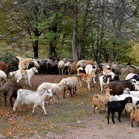 Buy canvas prints of A flock of  Sheep grazing in jungle, by Ali asghar Mazinanian