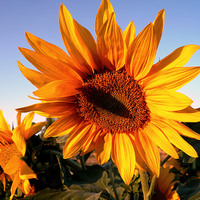 Buy canvas prints of Sunflower against blue sky,Merry Christmas , by Ali asghar Mazinanian