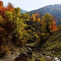 Buy canvas prints of A nice view of Autumn in jungle, by Ali asghar Mazinanian