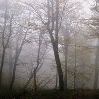 Buy canvas prints of Trees on a misty day (Revised) by Ali asghar Mazinanian