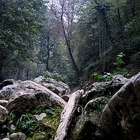 Buy canvas prints of A dried steam in jungle 2, by Ali asghar Mazinanian