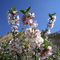 Buy canvas prints of Wild plum's blossoms,                              by Ali asghar Mazinanian