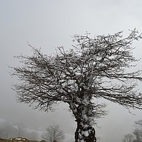 Buy canvas prints of Iced tree on a misty day, by Ali asghar Mazinanian