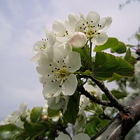 Buy canvas prints of Wild pear's blossoms 2, by Ali asghar Mazinanian