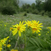 Buy canvas prints of A nice wild yellow flower in jungle, by Ali asghar Mazinanian