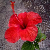 Buy canvas prints of A nice red flower, by Ali asghar Mazinanian