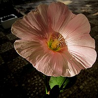 Buy canvas prints of A beautiful flower in my yard, by Ali asghar Mazinanian
