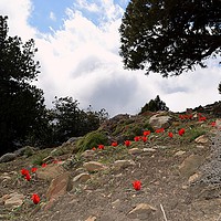 Buy canvas prints of Beautiful  red  tulips   in jungle,‌‌ by Ali asghar Mazinanian