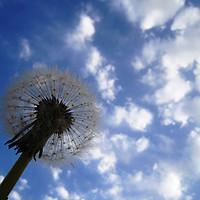 Buy canvas prints of Dandelion in the cloudy sky, by Ali asghar Mazinanian