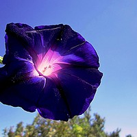 Buy canvas prints of Morning glory, by Ali asghar Mazinanian