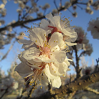 Buy canvas prints of A branch of nice apricot blossoms,               by Ali asghar Mazinanian
