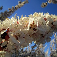Buy canvas prints of Apricot blossoms3, by Ali asghar Mazinanian