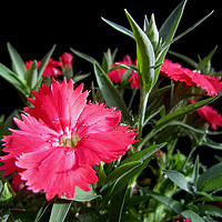 Buy canvas prints of Dianthus,                   by Ali asghar Mazinanian