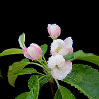 Buy canvas prints of Apple's blossoms, by Ali asghar Mazinanian
