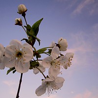 Buy canvas prints of Cherry blossoms and buds, (revised) by Ali asghar Mazinanian