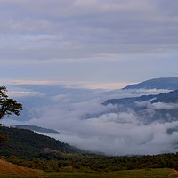 Buy canvas prints of A lone tree and dense fogs, by Ali asghar Mazinanian