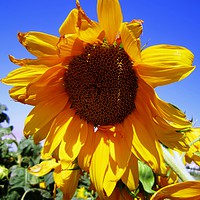 Buy canvas prints of Sunflower , by Ali asghar Mazinanian