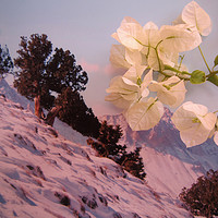 Buy canvas prints of A sign of Spring in winter, by Ali asghar Mazinanian
