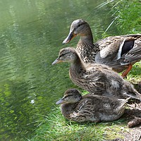 Buy canvas prints of Duck and ducklings, by Ali asghar Mazinanian