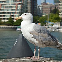 Buy canvas prints of A beautiful seagull, by Ali asghar Mazinanian
