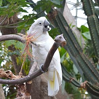 Buy canvas prints of Beautiful white parrot, by Ali asghar Mazinanian