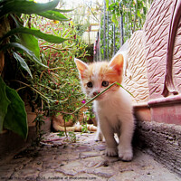 Buy canvas prints of A cat sitting in a garden by Ali asghar Mazinanian