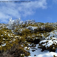 Buy canvas prints of snow on bushes of mountain, by Ali asghar Mazinanian