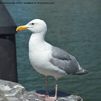 Buy canvas prints of Seagull, by Ali asghar Mazinanian