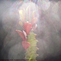 Buy canvas prints of A macr shot of a cactus under sun-rays, by Ali asghar Mazinanian