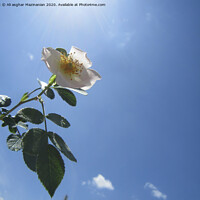 Buy canvas prints of  In the blue sky, by Ali asghar Mazinanian