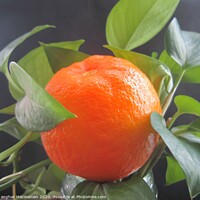 Buy canvas prints of A delicious organic orange, by Ali asghar Mazinanian