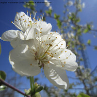 Buy canvas prints of Cherry blossoms, by Ali asghar Mazinanian