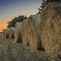 Buy canvas prints of  Sunset Bales Norfolk by Simon Taylor