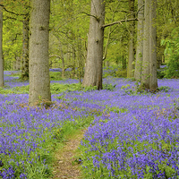 Buy canvas prints of Bluebells of The Great Wood by Simon Taylor