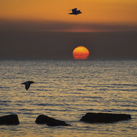 Buy canvas prints of  Sunset Birds by Simon Taylor
