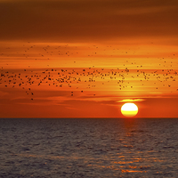 Buy canvas prints of Migrating Sunset by Simon Taylor