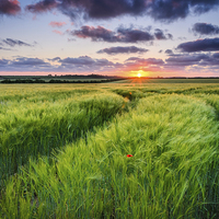 Buy canvas prints of Anmer Sunset, Norfolk by Simon Taylor
