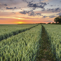Buy canvas prints of  Wheat fields of Dersingham by Simon Taylor