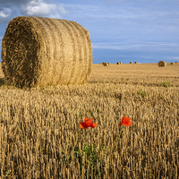 Buy canvas prints of Straw Bales and poppies by Simon Taylor