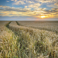 Buy canvas prints of  Wheat fields of Dersingham at sunset by Simon Taylor