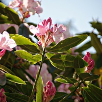Buy canvas prints of Rhododendrons  by Mike Marsden