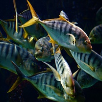 Buy canvas prints of A Shoal of Golden Trevally by Mike Marsden