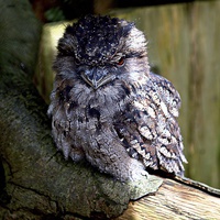 Buy canvas prints of Tawny Frogmouth Owl by Mike Marsden